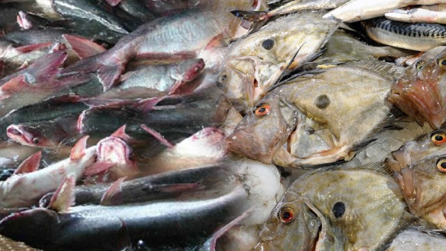 Beda Ikan Dory dan Ikan patin (Foto: bibitikan.net/thinkstock)