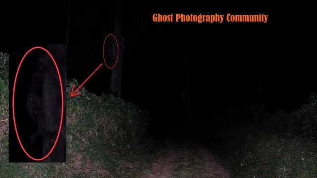Penampakan sosok hantu di hutan pinus (Foto: Dokumentasi Ghost Photography Community)