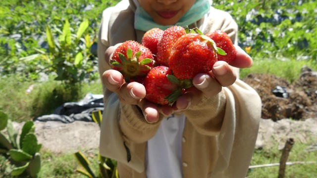 Berburu Stroberi Manis di Lereng Gunung Rinjani (Foto: Niken Nurani/kumparan)