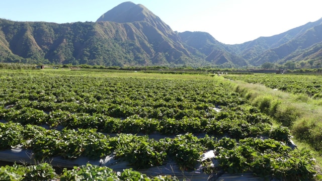 Berburu Stroberi Manis di Lereng Gunung Rinjani (Foto: Niken Nurani/kumparan)