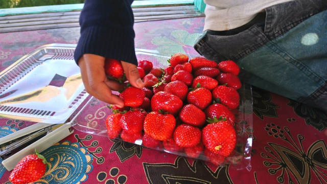 Berburu Stroberi Manis di Lereng Gunung Rinjani (Foto: Niken Nurani/kumparan)