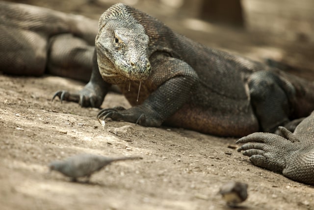 Berwisata ke Taman Nasional Komodo (Foto: Antara/Muhammad Adimaja)