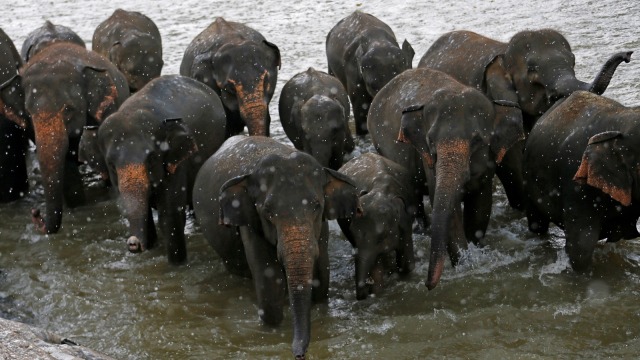Ilustrasi gajah liar. Foto: Reuters/Dinuka Liyanawatte