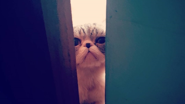Kucing Anies Baswedan (Foto: Instagram/@fery.farhati)