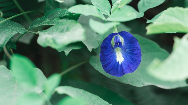 6 Manfaat Bunga Telang Si Biru Cantik Yang Baik Untuk Kesehatan Kumparan Com