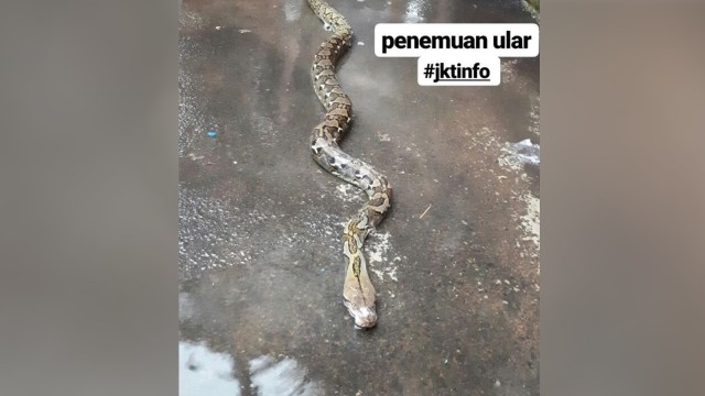 Ular Sanca di Jati Padang (Foto: Instagram/@Herrustyaone)