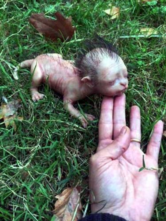 5500 Koleksi Gambar Binatang Seperti Kucing HD