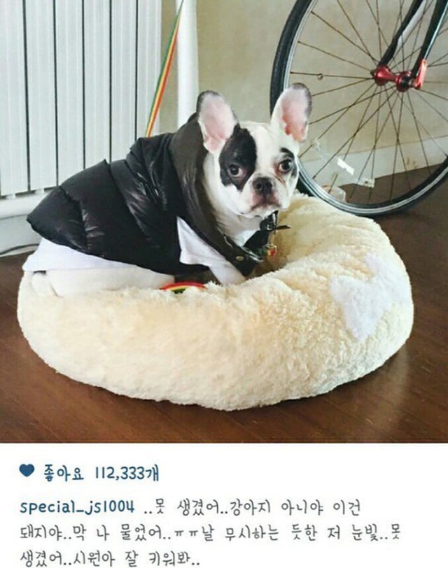 Anjing milik Siwon 'Super Junior' (Foto: Instagram @xxteukxx)