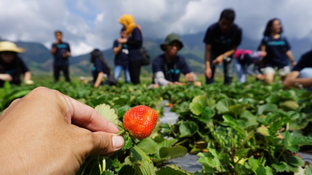 Memetik stroberi langsung di kebun Foto: Aditia Noviansyah/kumparan