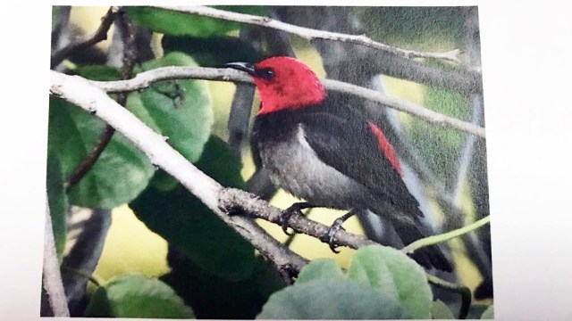 Burung spesies baru diberi nama Iriana.  (Foto: Dok. Siti Nurbaya Bakar)