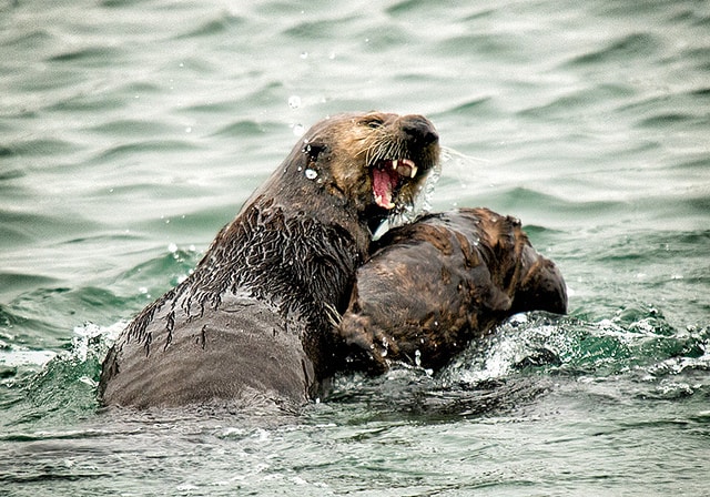 Foto Hewan Berang Berang
