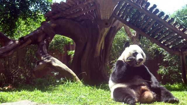 Panda di Taman Safari selesai dikarantina. (Foto: ANTARA/Arif Firmansyah)