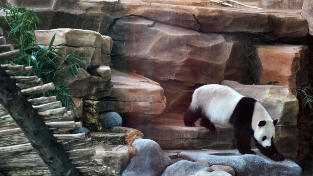Panda di Taman Safari selesai dikarantina. (Foto: ANTARA/Arif Firmansyah)