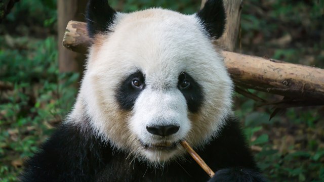 Panda. (Foto: Thinkstock)