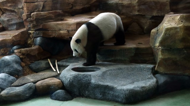 Giant Panda Cai Tao (Foto: Fanny Kusumawardhani/kumparan)