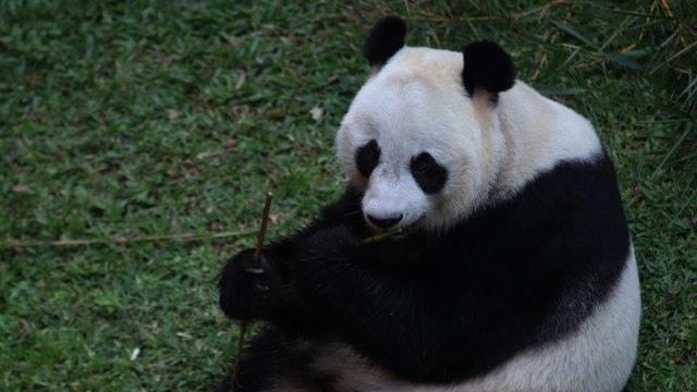 Giant Panda Betina Hu Chun (Foto: Fanny Kusumawardhani/kumparan)