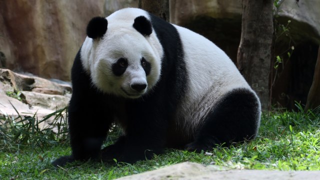 Giant Panda Betina Hu Chun (Foto: Fanny Kusumawardhani/kumparan)