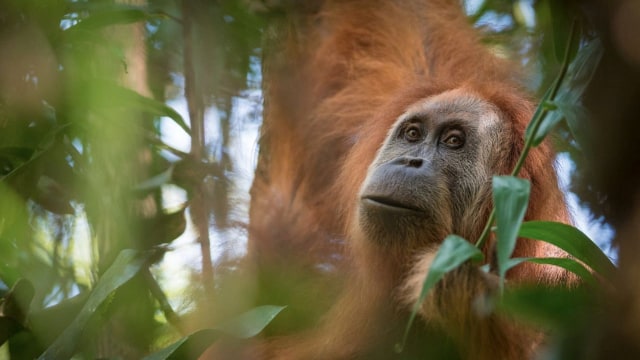 Pongo tapanuliensis atau orangutan tapanuli. (Foto: Andrew Walmsley/Reuters)