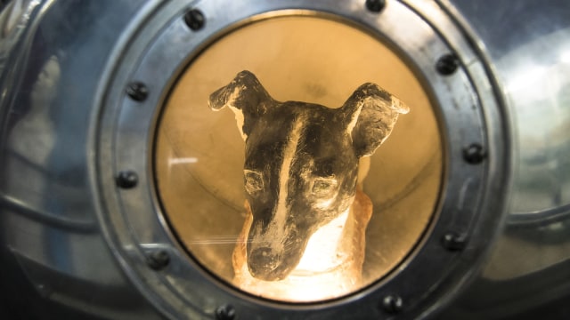 Laika, Anjing Pertama yang ke Luar Angkasa (Foto: MLADEN ANTONOV/AFP)