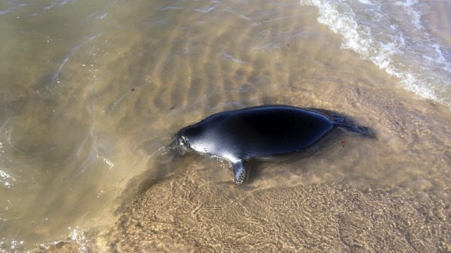 Singa laut yang mati kelaparan. (Foto: Associated Press)