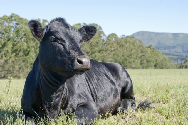 Sapi Kobe. (Foto: Thinkstock)