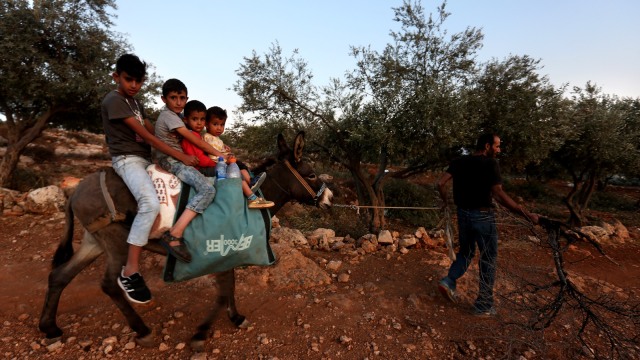 Panen Zaitun di Palestina (Foto:  AFP/Jaafar Ashtiyeh)
