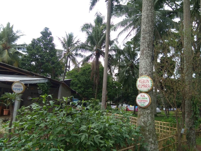 Kebun Kumara: Berkebun Nggak Harus Punya Lahan