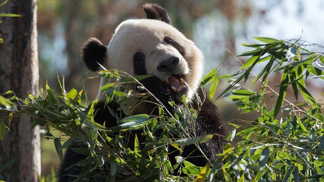 Panda di Kebun Binatang Beijing, China (Foto: NICOLAS ASFOURI / AFP)