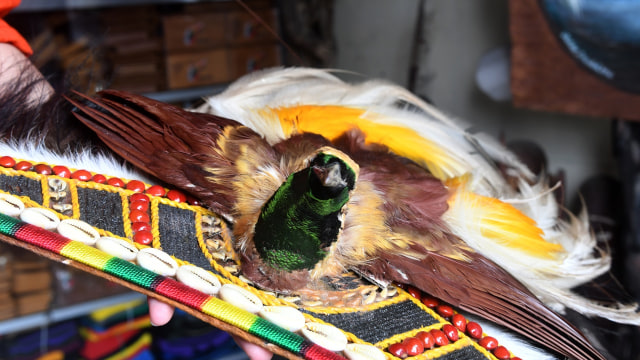 80 Gambar Burung Cendrawasih Di Papua Gratis Terbaik