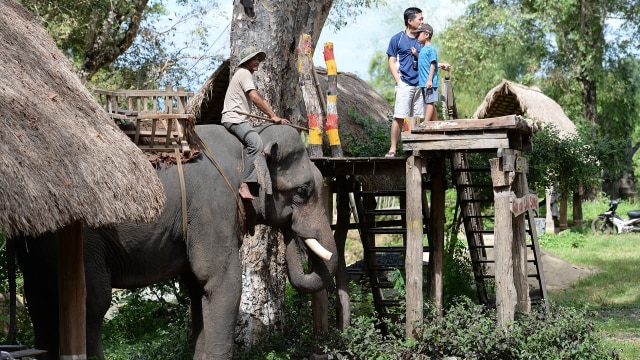 Ilustrasi menaiki gajah (Foto: HOANG DINH NAM / AFP)