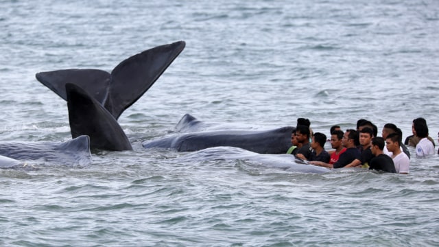 Warga mencoba mengevakuasi paus  (Foto: ANTARA FOTO/Irwansyah Putra)