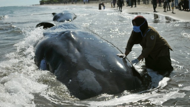 Bangkai paus terdampar di Aceh besar.  (Foto: ANTARA/Ampelsa)