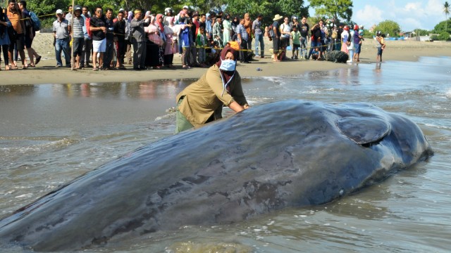 Petugas periksa bangkai paus di Aceh Besar  (Foto: ANTARA/Ampelsa)