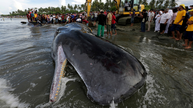 Ikan paus sperma yang mati di pantai Aceh Besar (Foto: TARA FOTO/Irwansyah Putra)