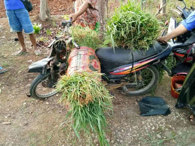 Pulang dari Sawah Mattakip Tewas Kecelakaan