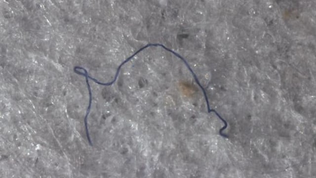Mikroplastik dalam Perut Hewan di Palung Mariana (Foto: Newcastle University)