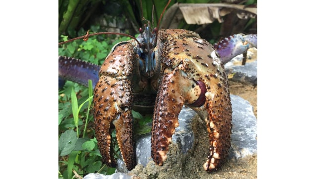 Kepiting kelapa di Okinawa, Jepang. (Foto: Shin-ichiro Oka/Reuters)