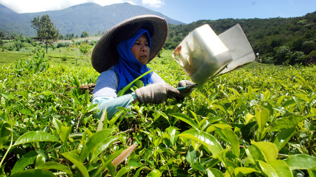 Pekerja memetik pucuk teh (Foto: ANTARA FOTO/Budiyanto)