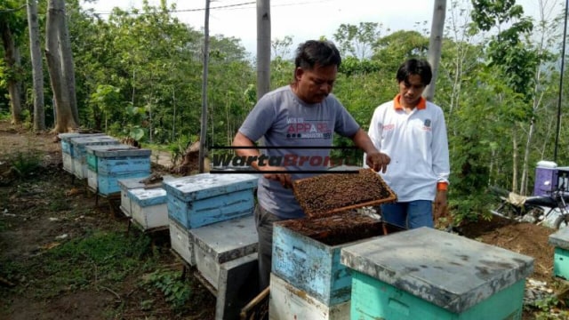 Miarso Hadi Mantan Sales Ini Sukses Kembangkan Ternak Lebah Madu
