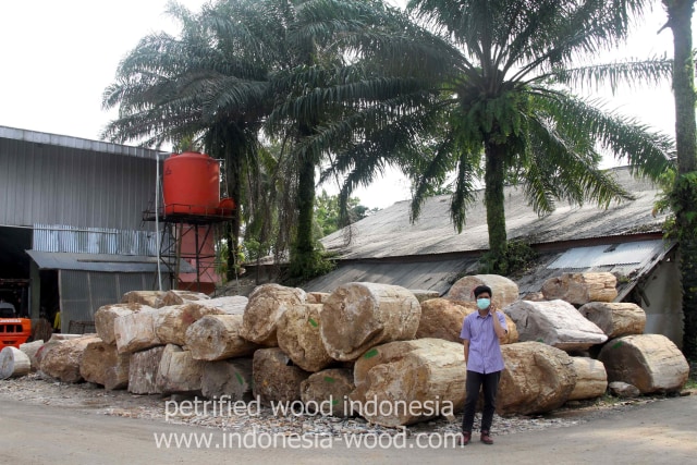 perusahaan petrified wood terbesar di Indonesia
