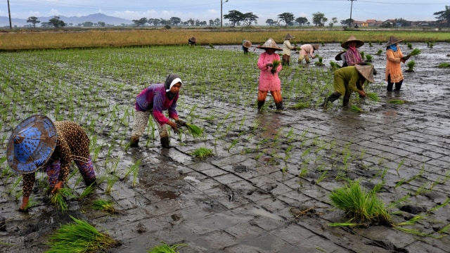 Sejumlah petani menanam padi (Foto: Antara/Asep Fathulrahman)