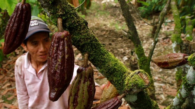 Petani memanen buah kakao (Foto: Antara/Akbar Tado)