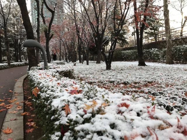 Salju di Korea (Foto: Dok. Pribadi)