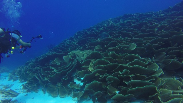 Pemandangan bawah laut Palau. (Foto: Pixabay)