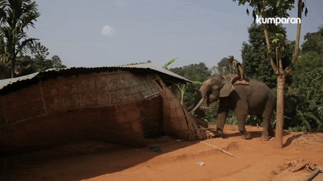 Gajah Robohkan Pemukiman Ilegal Warga (Foto: AP Video)