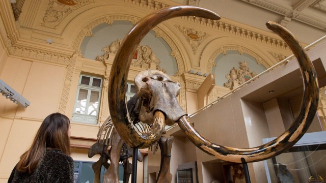 Kerangka Mamut berusia 15.000 tahun (Foto: REUTERS/Emmanuel Foudrot)