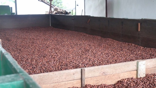 Biji Kakao yang dikeringkan (Foto: Joseph Pradipta/kumparan)