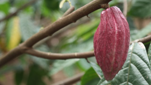 Buah kakao di Dusun Kakao Banyuwangi (Foto: Joseph Pradipta/kumparan)