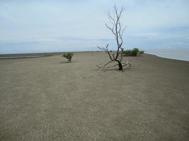 Pesona Pantai Lumpur Luwu Utara