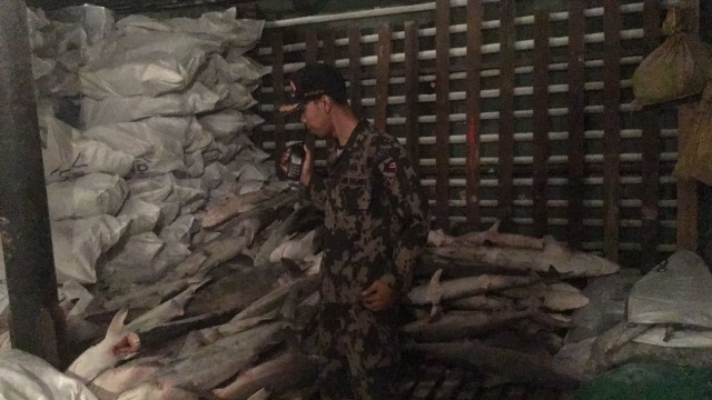 Muatan Kapal Fu Yuan Yu 831 Berisi Ikan Hiu (Foto: Dok. PSDKP KKP)